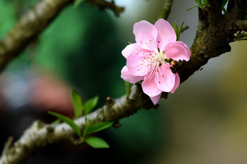 粉色桃花图片