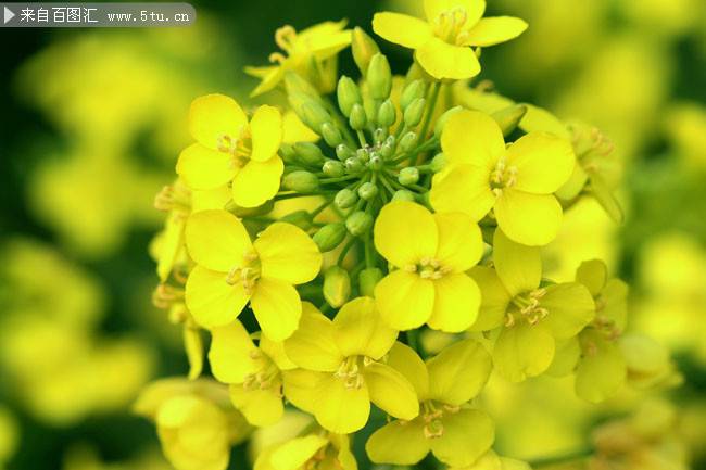 油菜花特写图片高清细致