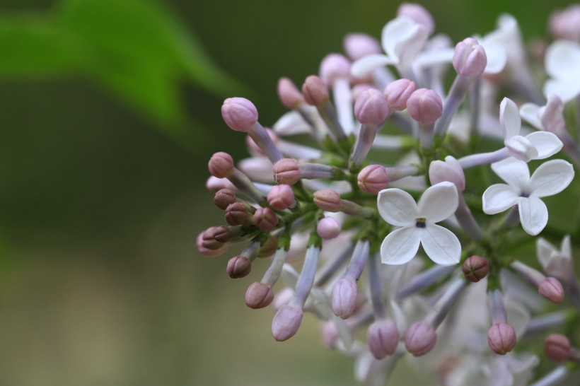 丁香花图片