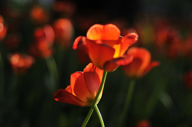 郁金香花卉图片