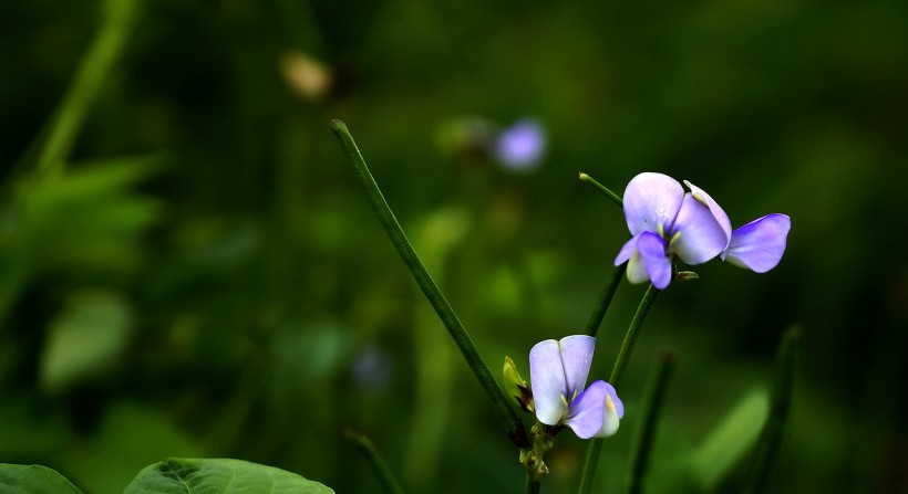 清新豆角花圖片