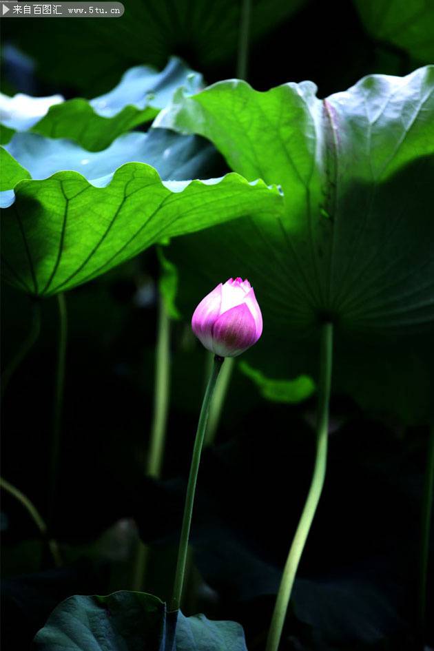 蓮花圖片素材亭亭玉立