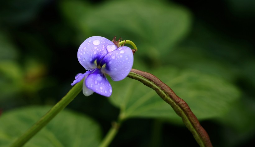 清新豆角花圖片