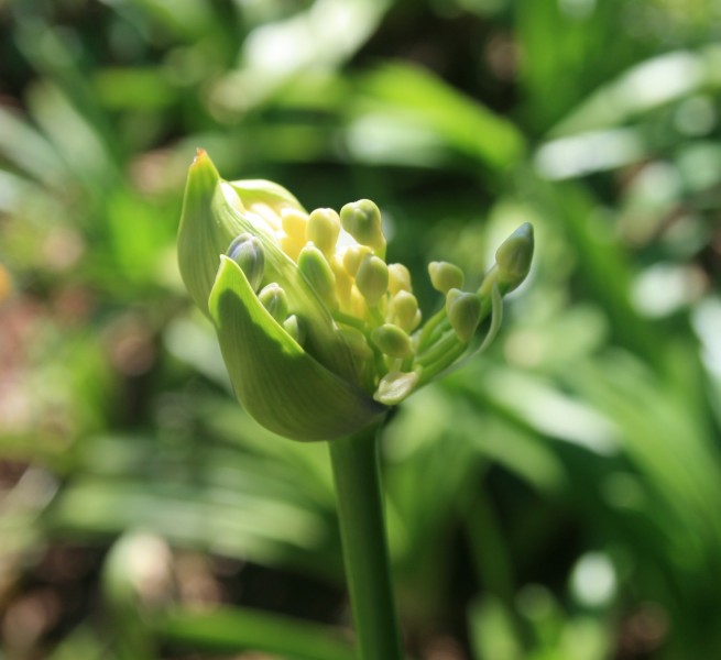 百子莲花卉图片