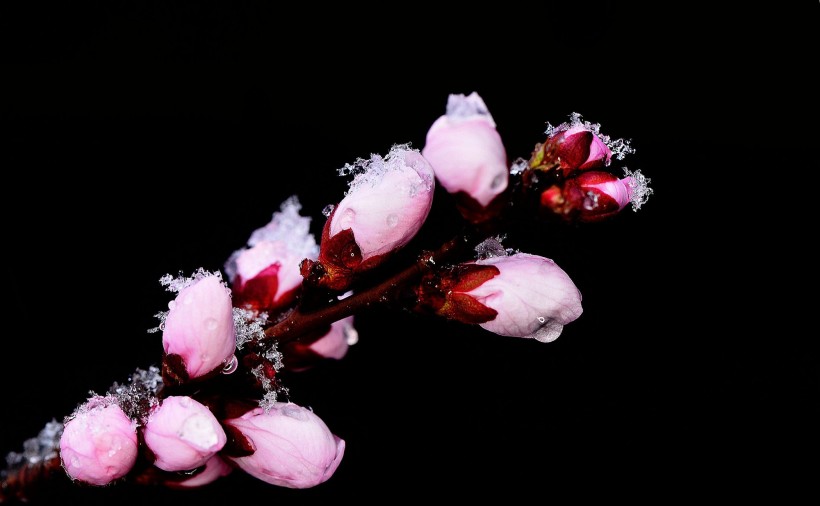 雪后桃花图片