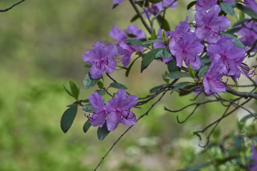 达子香花图片