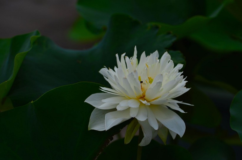 荷花圖片