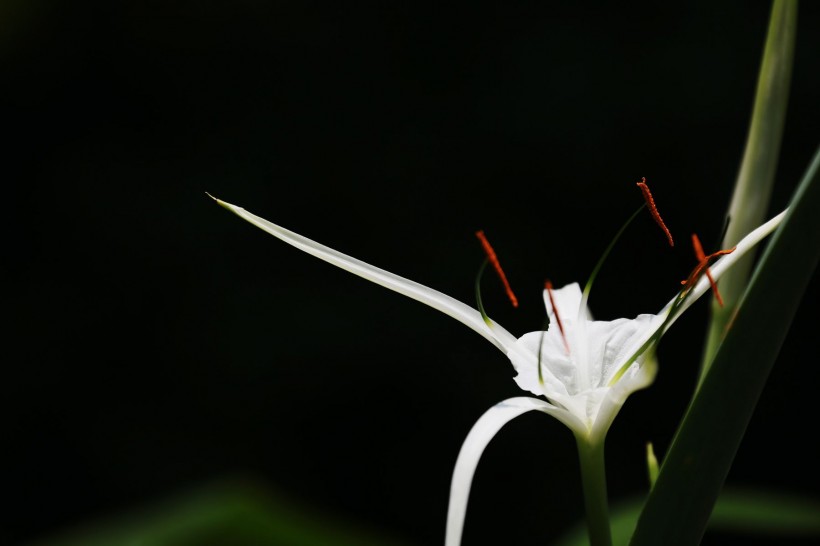 蜘蛛蘭圖片