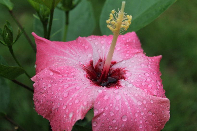 雨后木芙蓉花卉图片