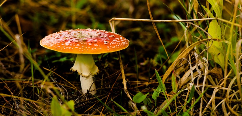 树林里的蘑菇图片