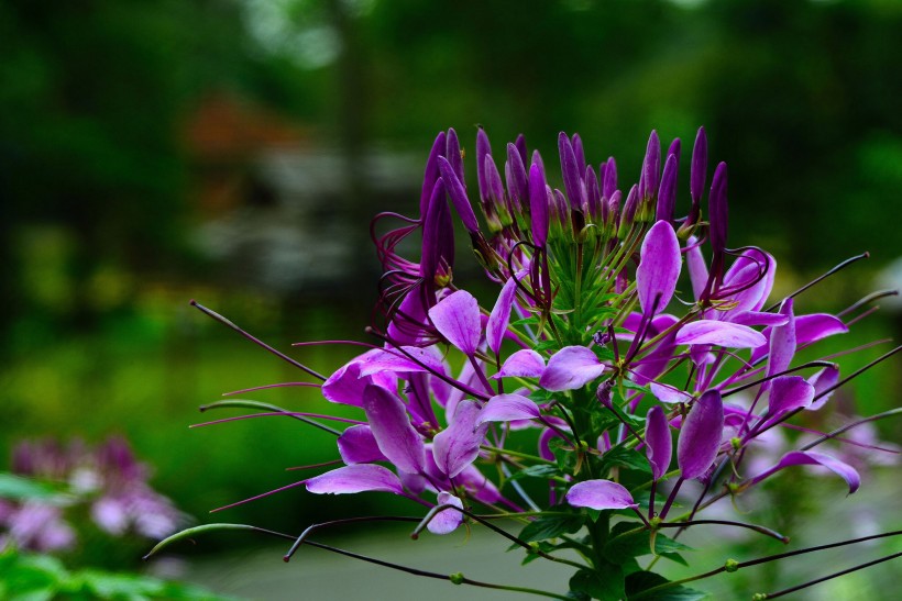 醉蝴蝶花图片