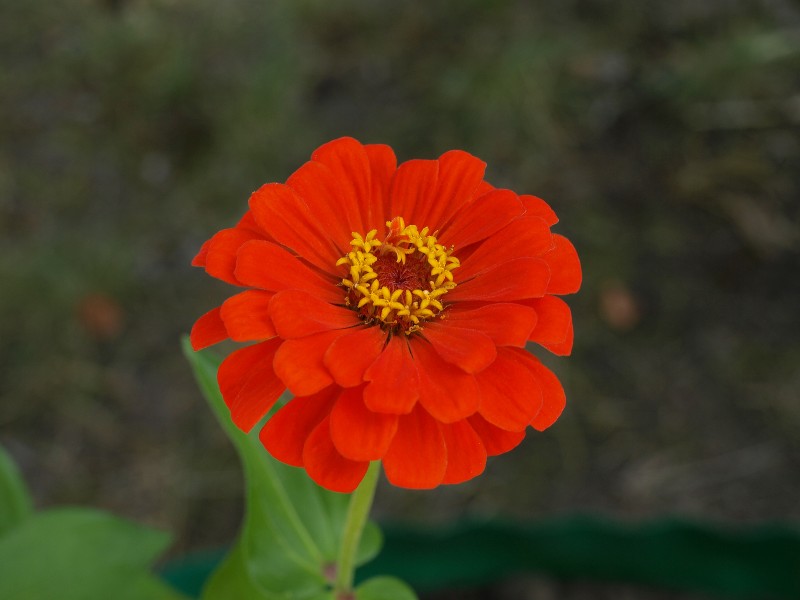 观赏植物之百日菊图片