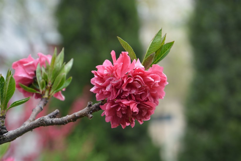 红色桃花图片