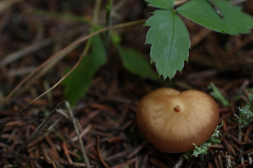 野生蘑菇圖片