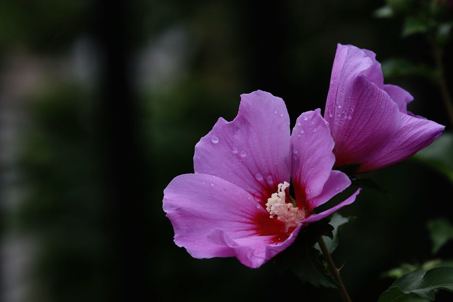 巧遇木槿花