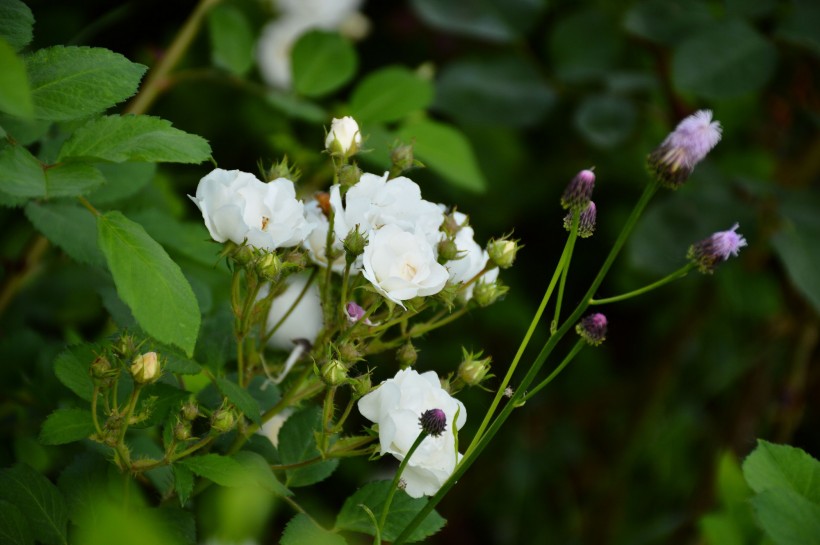 白色和粉色薔薇花圖片