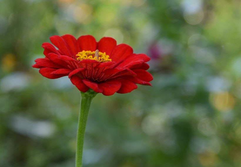 紅色和紫色的萬壽菊圖片