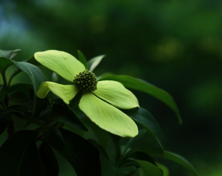 荔枝花圖片