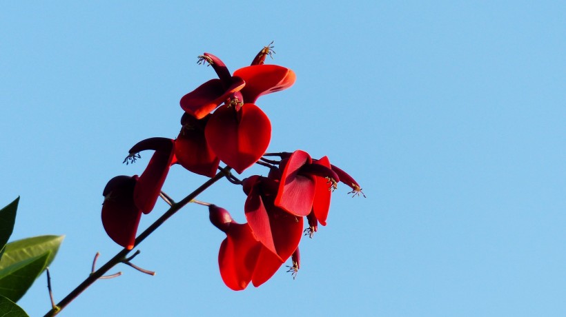 艳丽刺桐花图片