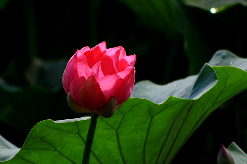 夏日荷花图片