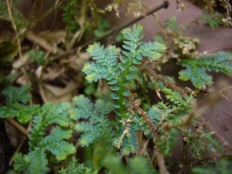 翠云草植物图片