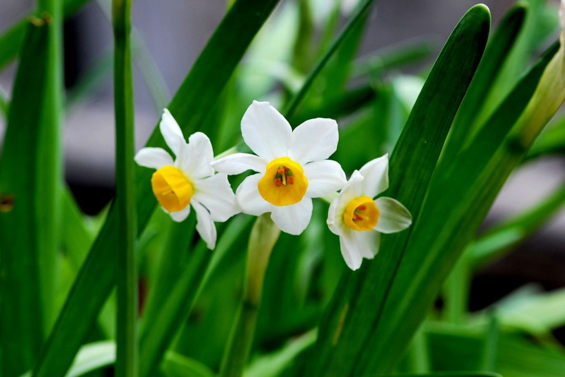 水仙花圖片