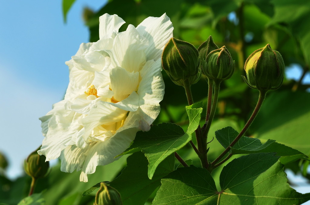 草本木槿花