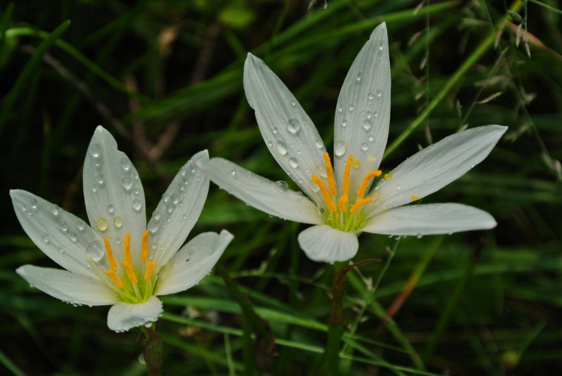 白色水仙花图片