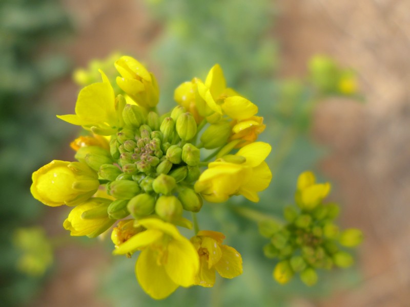 黃色油菜花圖片