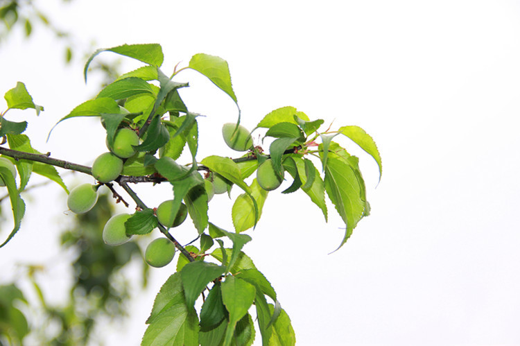 梅花过后是青梅