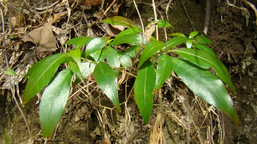 山间野草图片