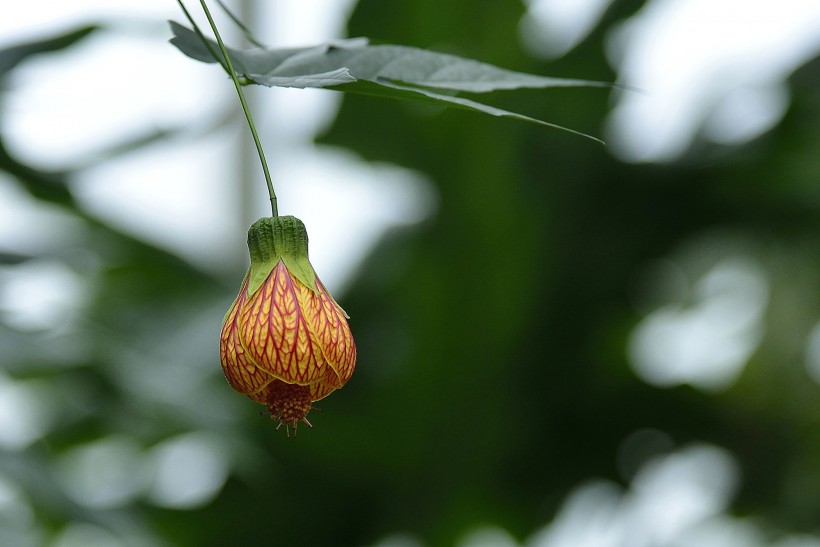 風(fēng)鈴花圖片