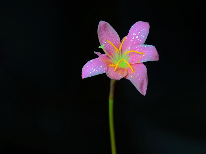 粉色带露珠的百合花图片