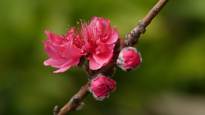 桃花圖片