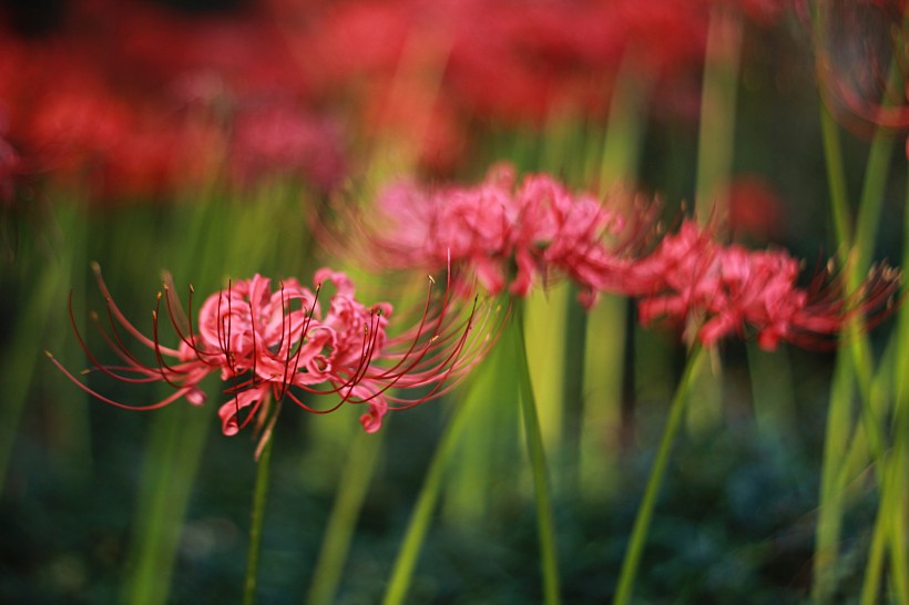 曼珠沙華花卉圖片