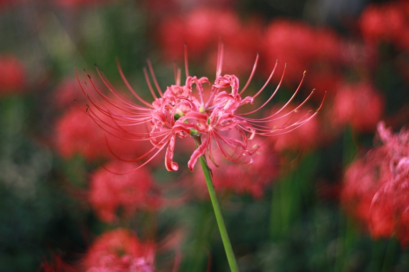 曼珠沙華花卉圖片