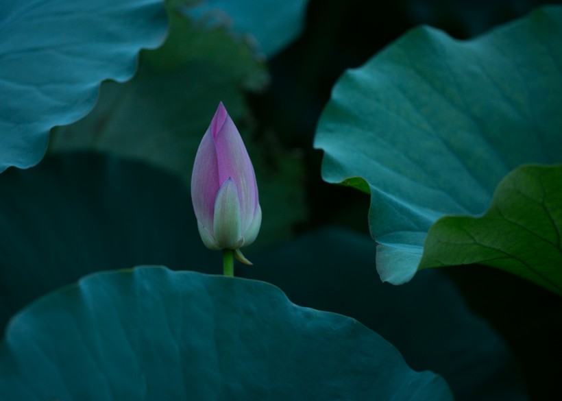 唯美夏日荷花图片