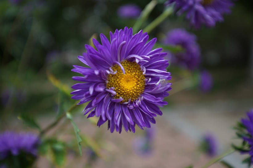 紫色菊花图片