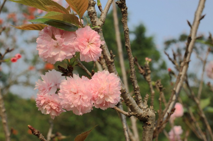 粉色樱花图片