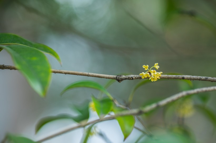 香甜的金色桂花圖片