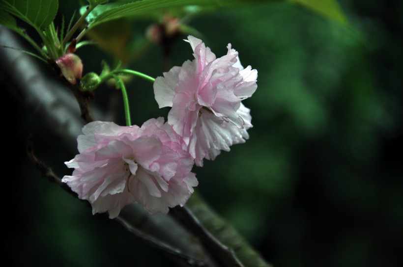 灿烂樱花图片