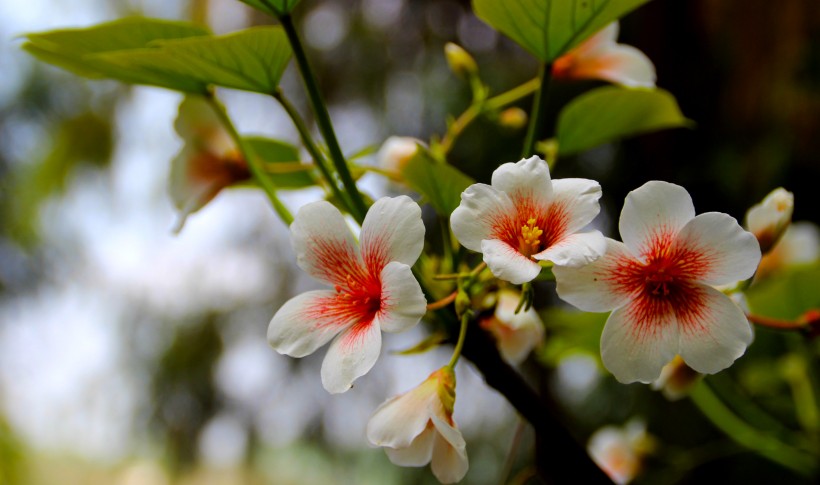 白色桐子花图片