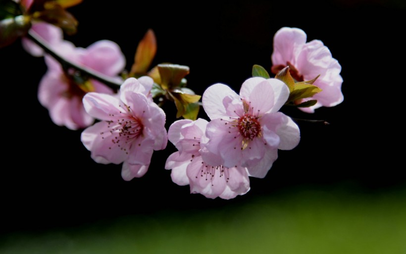 梅花圖片