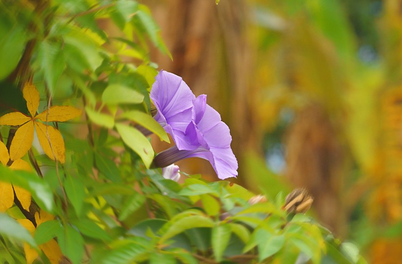 唯美牵牛花图片