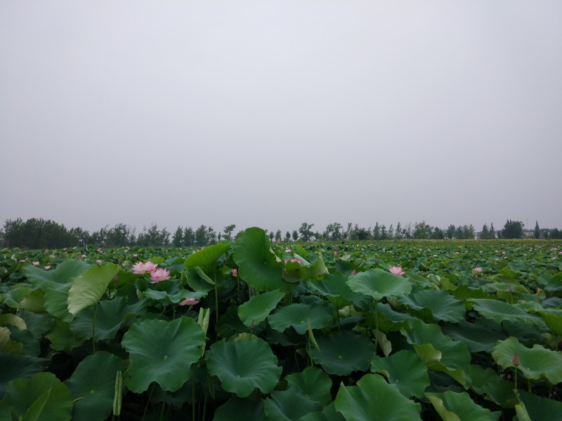 夏日清香荷花图片