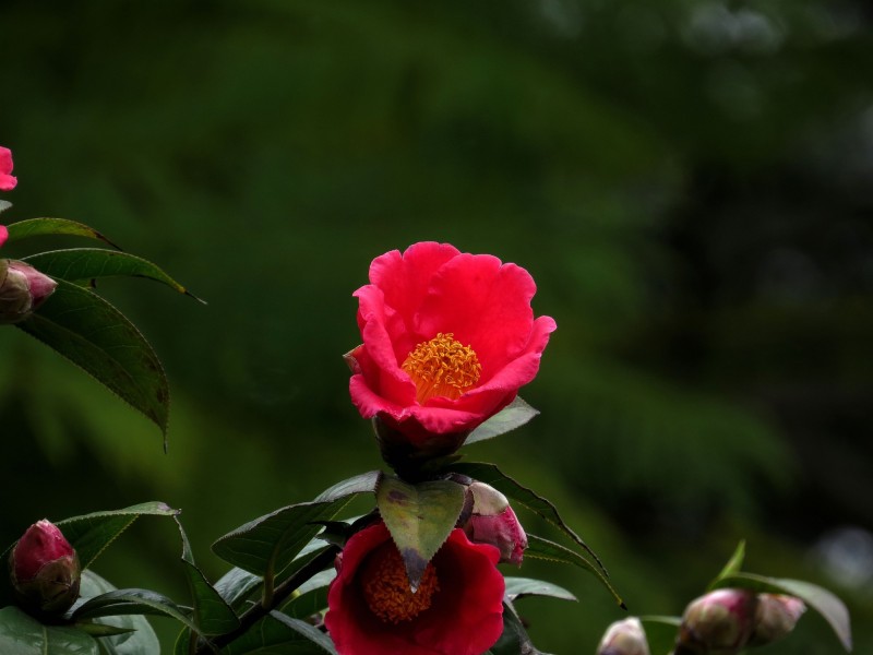 紅色茶花圖片 