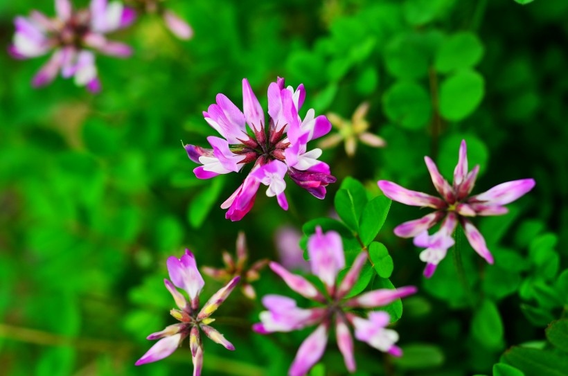 紫色苜蓿花图片