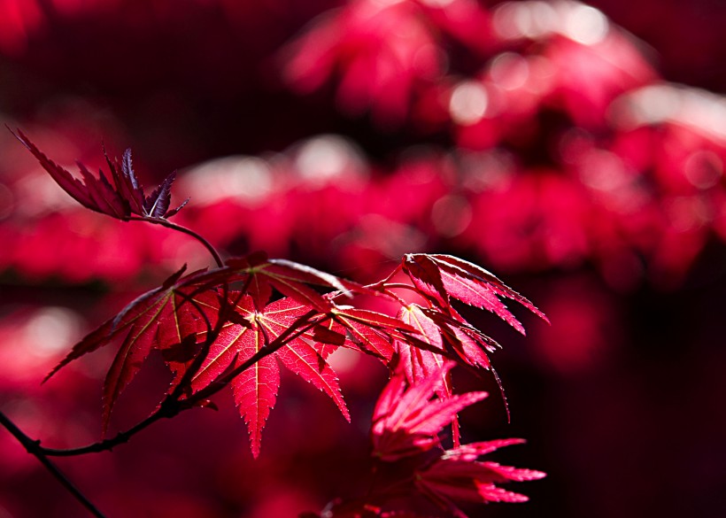 熱情如火的紅楓圖片