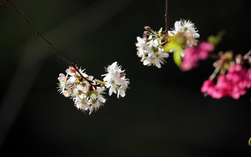 粉色和白色的樱花图片