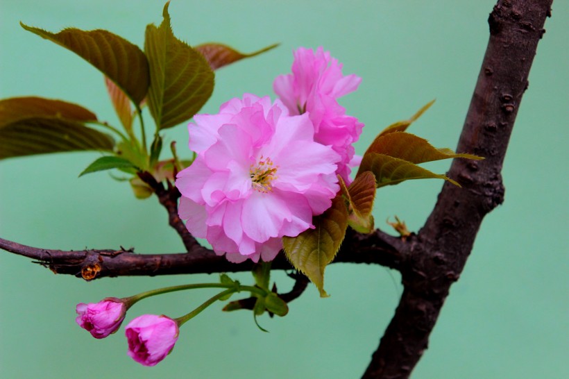 粉色樱花图片